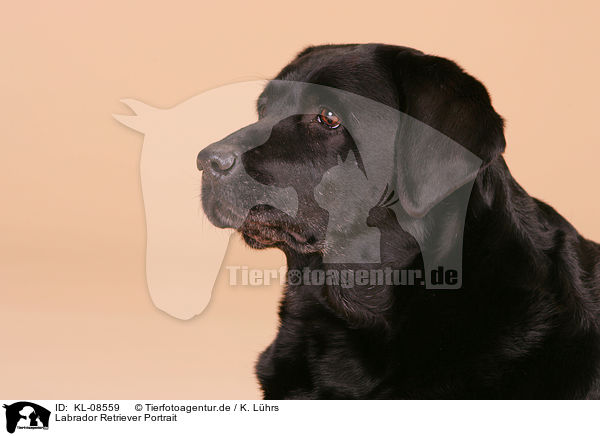 Labrador Retriever Portrait / Labrador Retriever Portrait / KL-08559