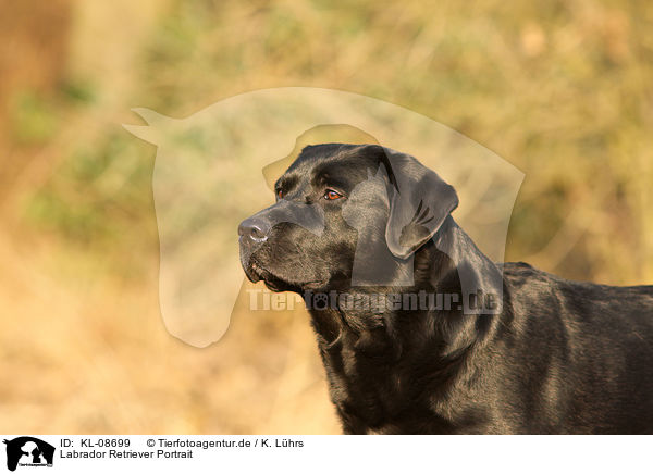 Labrador Retriever Portrait / KL-08699
