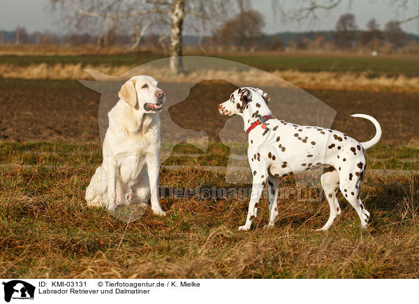 Labrador Retriever und Dalmatiner / KMI-03131