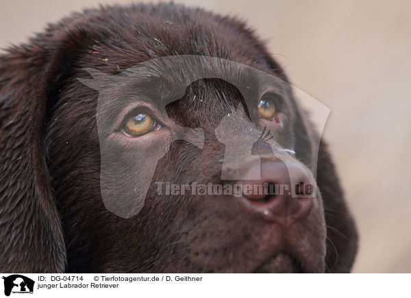 junger Labrador Retriever / young Labrador Retriever / DG-04714