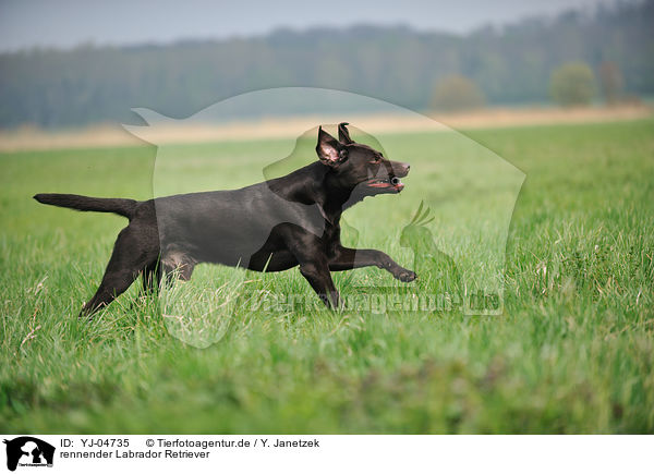 rennender Labrador Retriever / running Labrador Retriever / YJ-04735