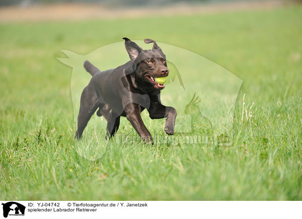 spielender Labrador Retriever / playing Labrador Retriever / YJ-04742