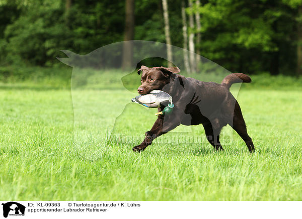 apportierender Labrador Retriever / retrieving Labrador Retriever / KL-09363