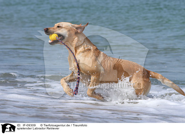 spielender Labrador Retriever / playing Labrador Retriever / IF-09309