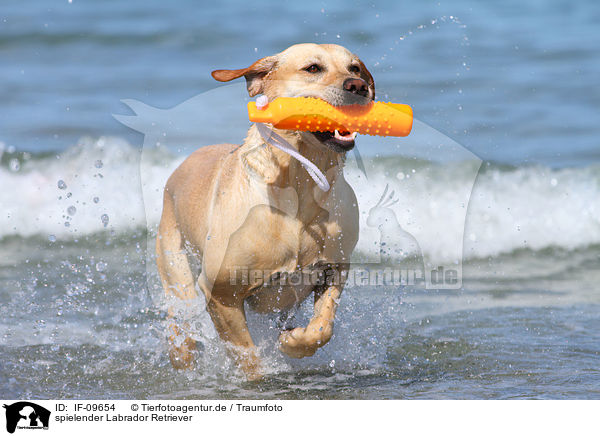 spielender Labrador Retriever / playing Labrador Retriever / IF-09654