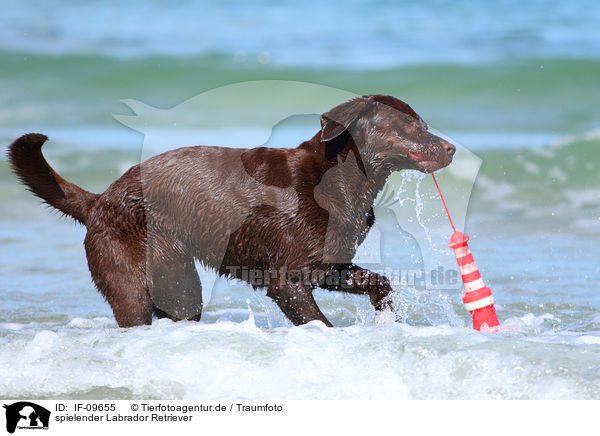 spielender Labrador Retriever / playing Labrador Retriever / IF-09655