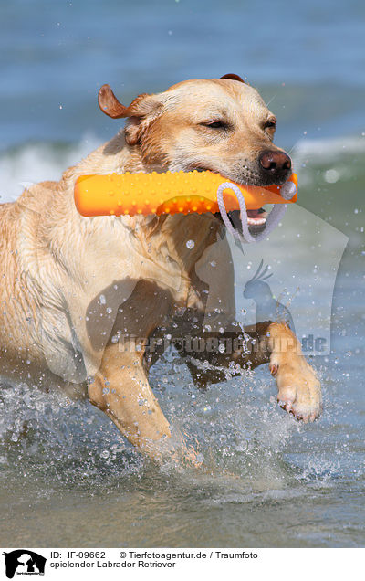 spielender Labrador Retriever / playing Labrador Retriever / IF-09662