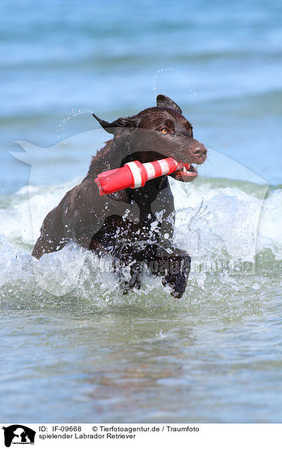 spielender Labrador Retriever / playing Labrador Retriever / IF-09668