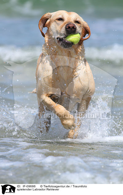 spielender Labrador Retriever / playing Labrador Retriever / IF-09686