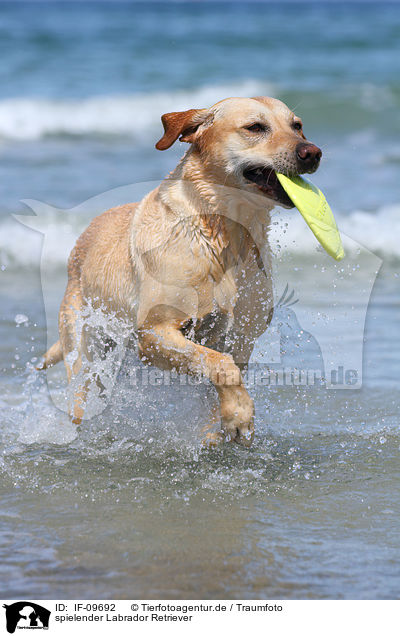 spielender Labrador Retriever / playing Labrador Retriever / IF-09692