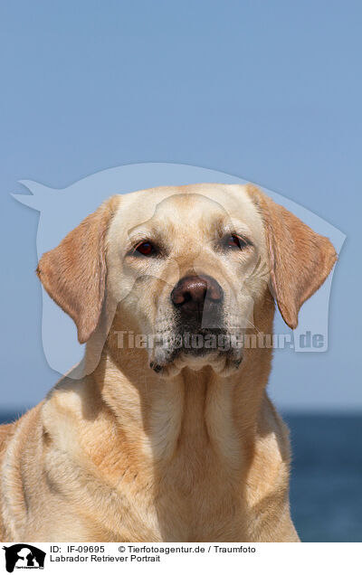 Labrador Retriever Portrait / Labrador Retriever Portrait / IF-09695