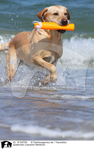 spielender Labrador Retriever / playing Labrador Retriever / IF-09706