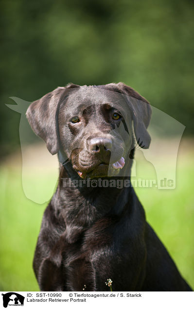 Labrador Retriever Portrait / Labrador Retriever Portrait / SST-10990