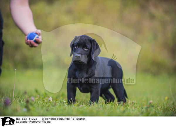 Labrador Retriever Welpe / Labrador Retriever Puppy / SST-11322