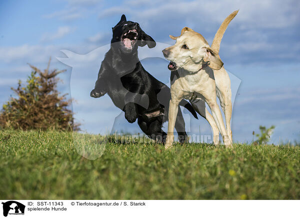 spielende Hunde / playing dogs / SST-11343