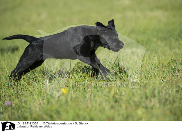Labrador Retriever Welpe / Labrador Retriever Puppy / SST-11353