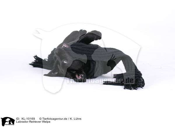 Labrador Retriever Welpe / KL-10169
