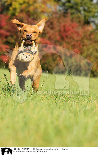 spielender Labrador Retriever / playing Labrador Retriever / KL-10191