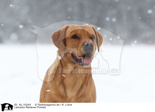 Labrador Retriever Portrait / Labrador Retriever Portrait / KL-10245