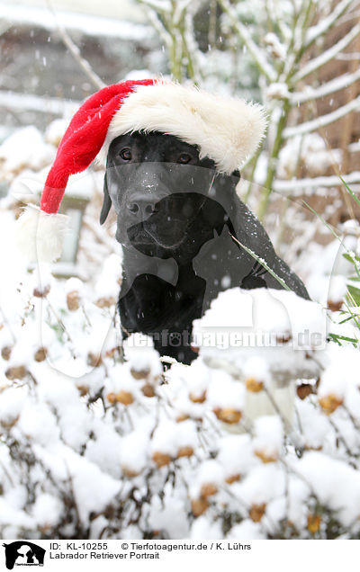 Labrador Retriever Portrait / Labrador Retriever Portrait / KL-10255