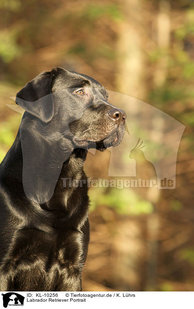 Labrador Retriever Portrait / Labrador Retriever Portrait / KL-10256