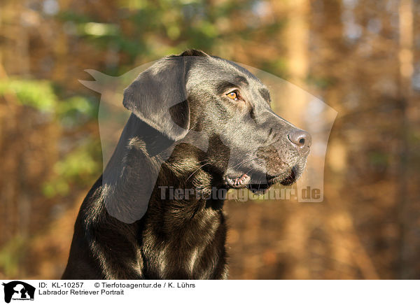 Labrador Retriever Portrait / Labrador Retriever Portrait / KL-10257