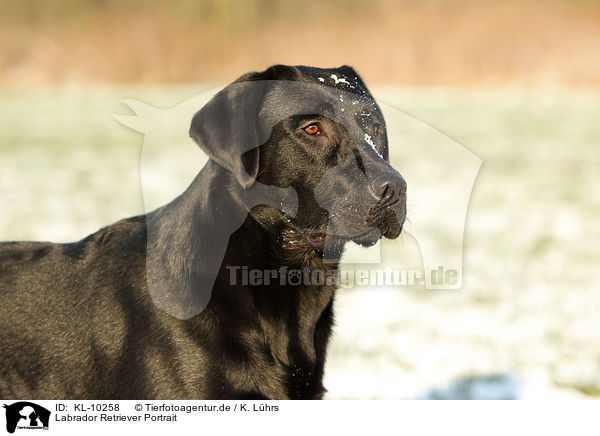 Labrador Retriever Portrait / Labrador Retriever Portrait / KL-10258