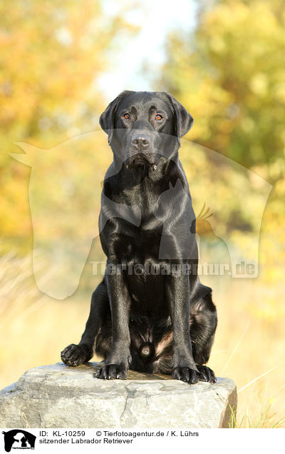 sitzender Labrador Retriever / sitting Labrador Retriever / KL-10259