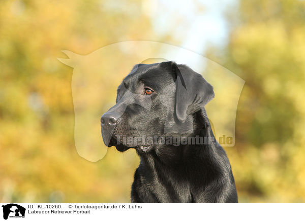 Labrador Retriever Portrait / Labrador Retriever Portrait / KL-10260