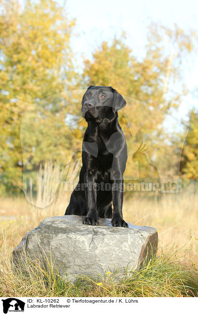 Labrador Retriever / Labrador Retriever / KL-10262