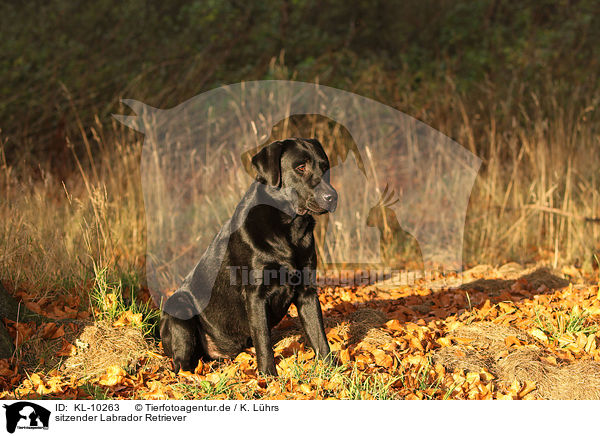 sitzender Labrador Retriever / sitting Labrador Retriever / KL-10263