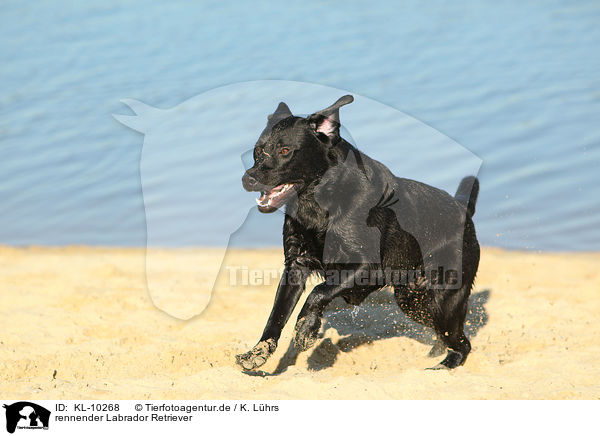 rennender Labrador Retriever / running Labrador Retriever / KL-10268