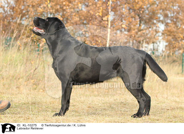 Labrador Retriever / Labrador Retriever / KL-10275