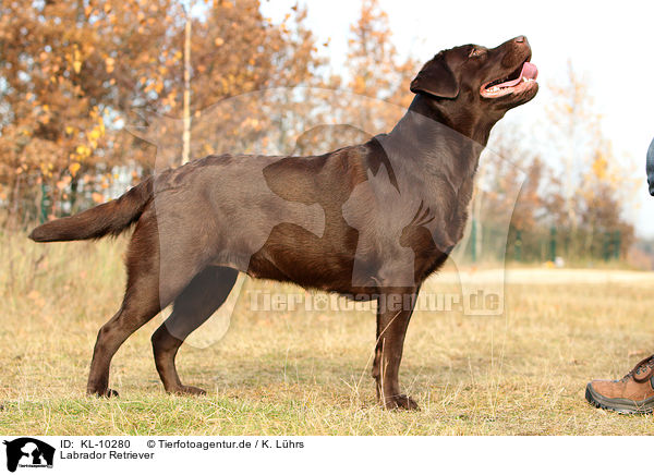 Labrador Retriever / Labrador Retriever / KL-10280
