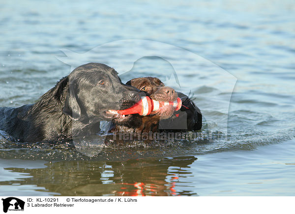 3 Labrador Retriever / 3 Labrador Retrievers / KL-10291