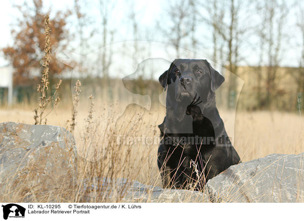 Labrador Retriever Portrait / Labrador Retriever Portrait / KL-10295