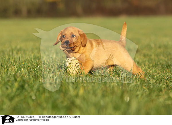 Labrador Retriever Welpe / Labrador Retriever Puppy / KL-10305