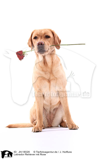 Labrador Retriever mit Rose / JH-18028