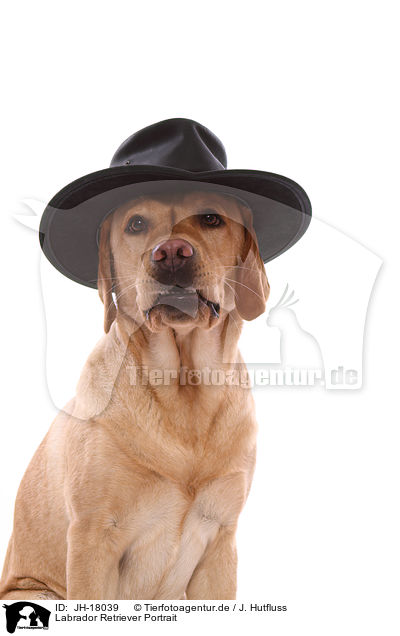 Labrador Retriever Portrait / JH-18039