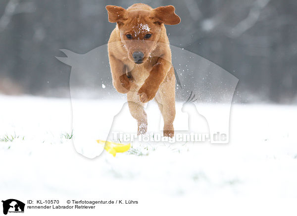 rennender Labrador Retriever / running Labrador Retriever / KL-10570