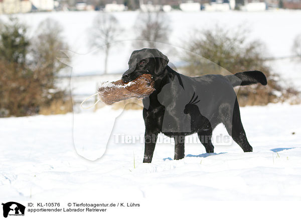 apportierender Labrador Retriever / retrieving Labrador Retriever / KL-10576