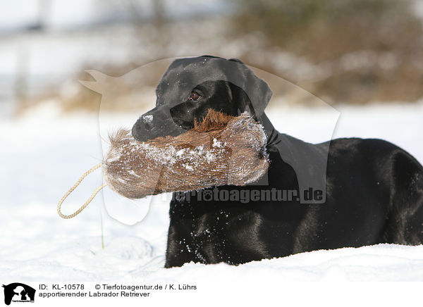 apportierender Labrador Retriever / retrieving Labrador Retriever / KL-10578
