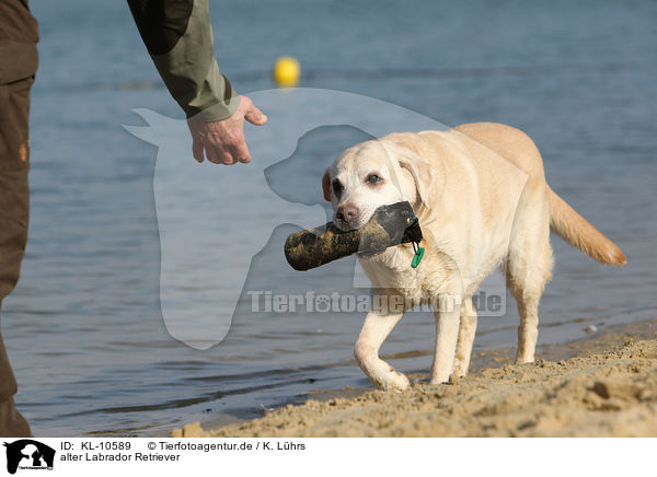 alter Labrador Retriever / old Labrador Retriever / KL-10589