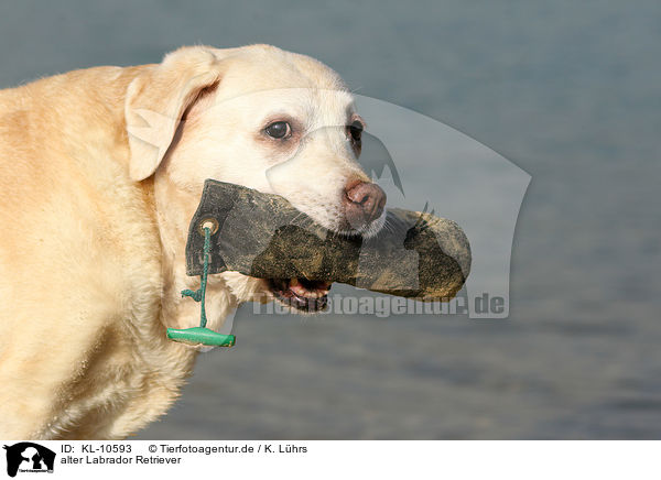 alter Labrador Retriever / old Labrador Retriever / KL-10593