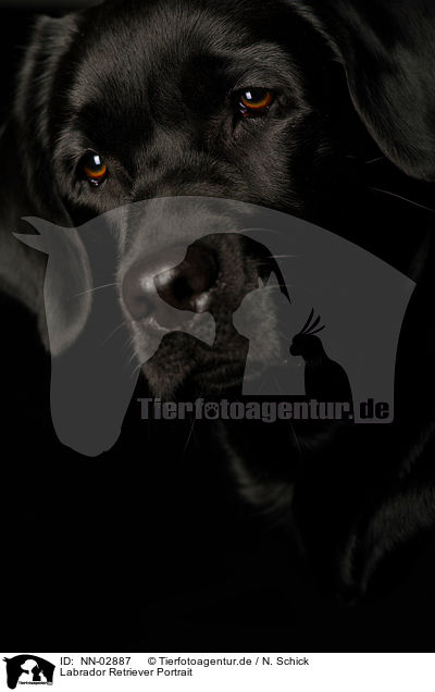 Labrador Retriever Portrait / Labrador Retriever Portrait / NN-02887