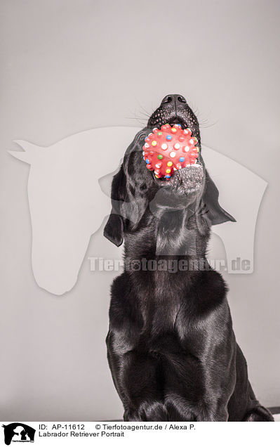Labrador Retriever Portrait / Labrador Retriever Portrait / AP-11612