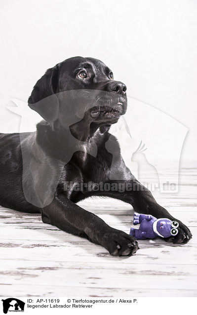 liegender Labrador Retriever / lying Labrador Retriever / AP-11619