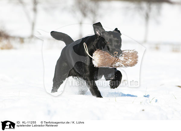 spielender Labrador Retriever / playing Labrador Retriever / KL-11255