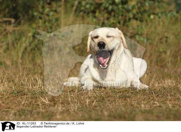 liegender Labrador Retriever / lying Labrador Retriever / KL-11263