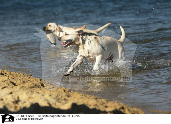2 Labrador Retriever / 2 Labrador Retrievers / KL-11273